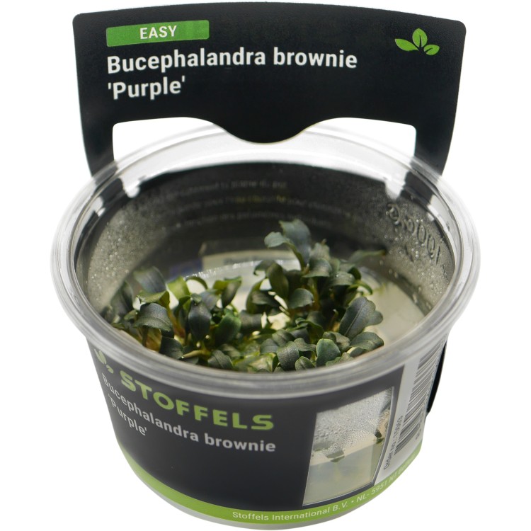 Planta acvariu Bucephalandra brownie Purple in vitro Stoffels - imagine 5